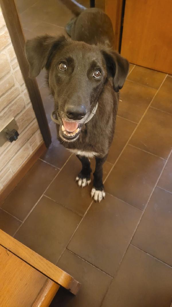 Blacky, tenerissima meticcia Foto 2